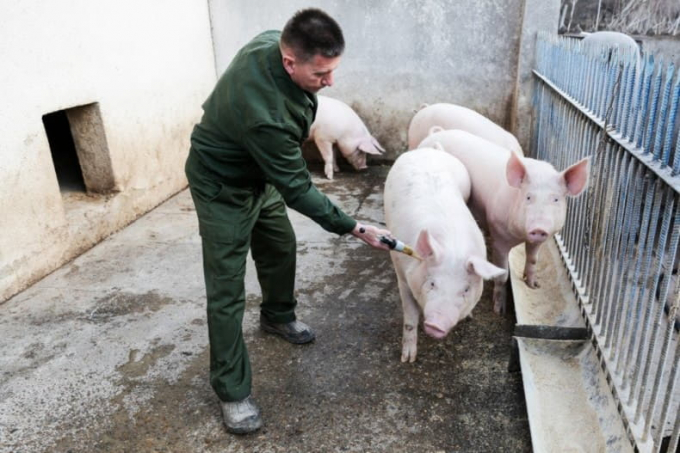 Класична чума свиней: симптоми, вакцинація