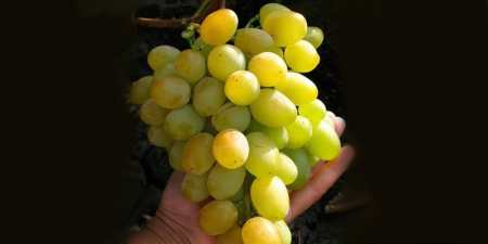 Ранні сорти винограду — назви з фото, різновиди, як вибрати і особливості вирощування