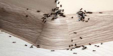 Дріжджі проти мурах: домашні засоби для боротьби з комахами