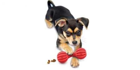 Інтерактивні іграшки для собак — як вибрати за розміром, формою, функціями і брендом