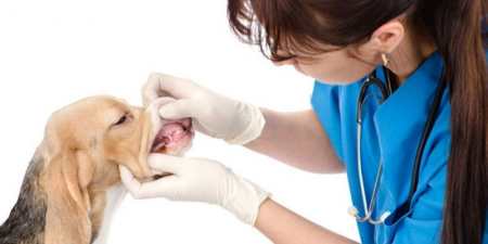 Зубний камінь у собак — чому з’являється, як прибрати ультразвуком або механічним способом, наслідки