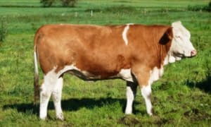 Кращі породи корів: які вони?