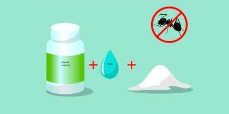 Борна кислота проти мурах у городі: ефективні рецепти приманок