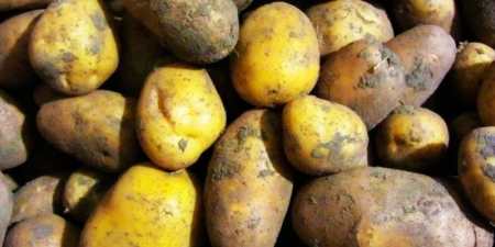 Ранні сорти картоплі — як вибрати для посадки у відкритий грунт за характеристиками та врожайністю