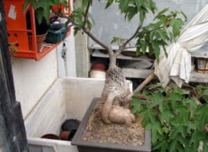 Брахіхітон, або дерево щастя (кімнатні рослини): догляд в домашніх умовах, фото - 2021-2022