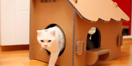 Будиночок для кішки своїми руками — як зробити по готовим кресленням з фото з картону, тканини, коробок і паперу