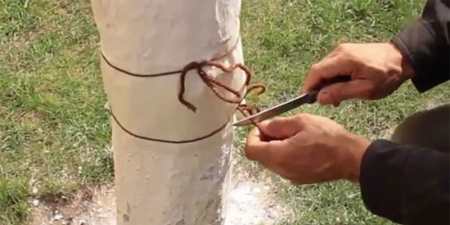 6 способів позбутися від мурашок на деревах у саду