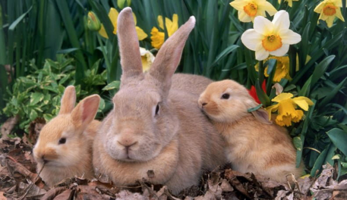 Хвороби кроликів, які несуть загрозу здоров'ю людини