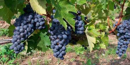 Ранні сорти винограду — назви з фото, різновиди, як вибрати і особливості вирощування