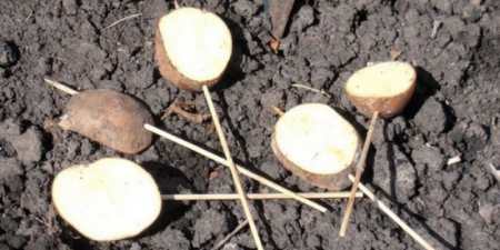 Дротянка в картоплі – як позбутися від жука
