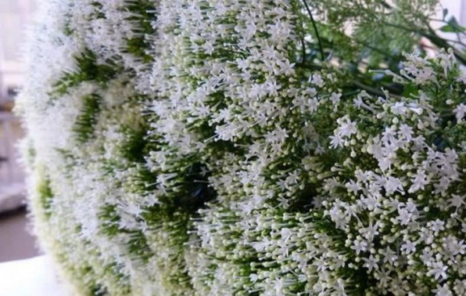 Квітка трахеліум: опис рослини і вирощування, догляд
