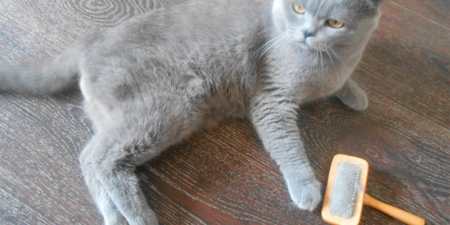 Сухий шампунь для кішок — плюси і мінуси, правила використання, відгуки
