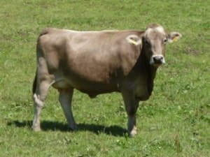 Кращі породи корів: які вони?
