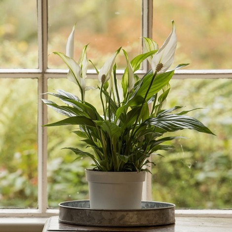 Домашній квітка спатифиллум: як правильно доглядати?