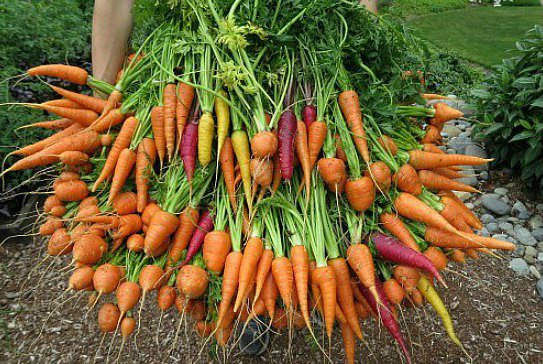 Кращі сорти моркви: огляд, опис та характеристики