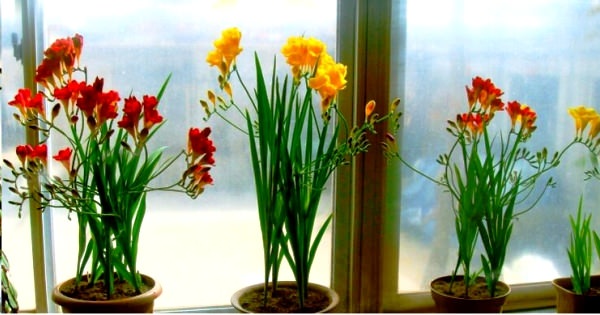 Квітка фрезія: фото, посадка і догляд в домашніх умовах