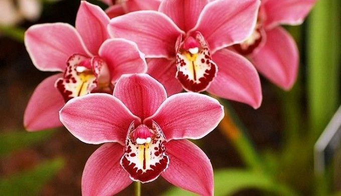 Орхідея цимбідіум: опис, особливості та догляд в домашніх умовах