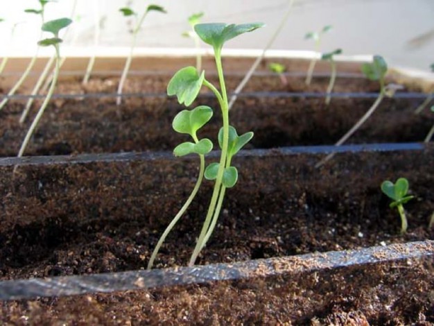 Правильне вирощування розсади капусти