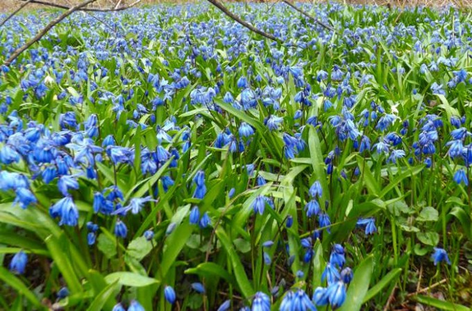 Сині квіти: види, назви, опис