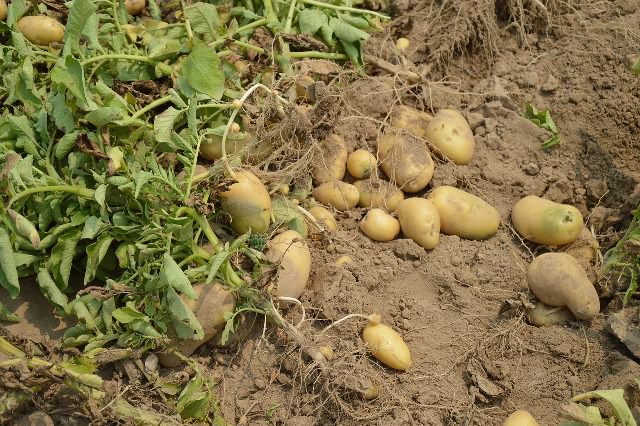 Вирощування картоплі: способи, технології та умови