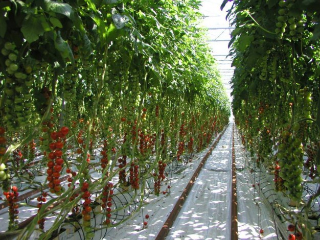 Вирощування помідорів в теплиці: особливості, технологія та рекомендації