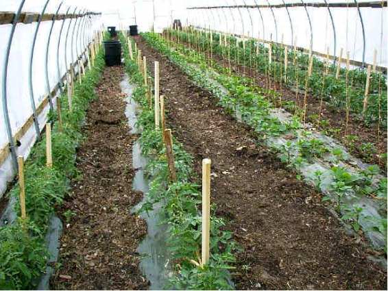 Вирощування помідорів в теплиці: особливості, технологія та рекомендації