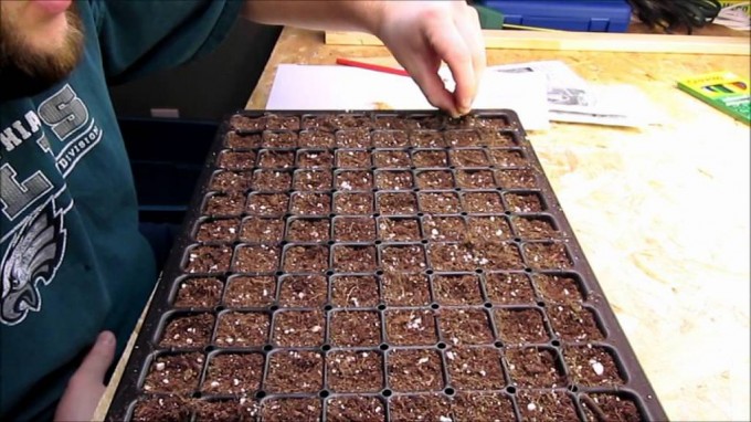 Вирощування розсади баклажанів в домашніх умовах