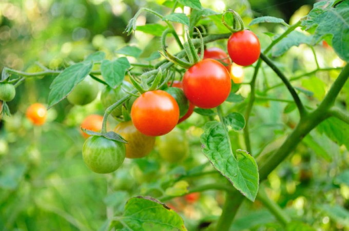 Всі способи вирощування помідорів та поради агронома