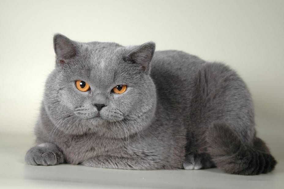 Корм для кошек порода Британская