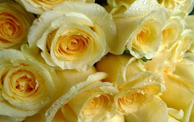 Букет цветов - лучший подарок