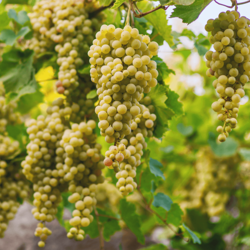 Lобриво для винограду