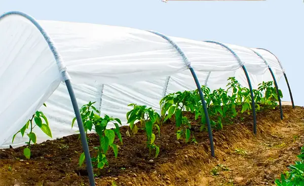 Парник "Пролісок" із агроволокна