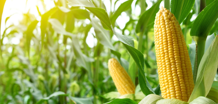 продажу кукурудзи