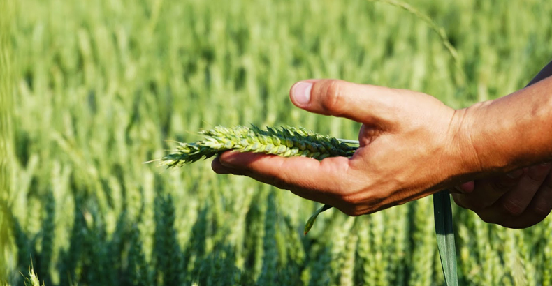 Хто такий головний агроном