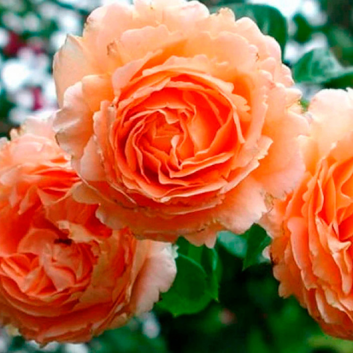 Саженцы для вашего сада