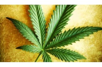 семена каннабиса от Hohland Seeds