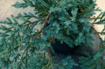 Декоративні сорти ялівця