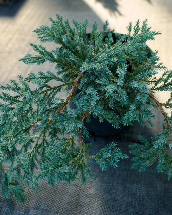 Декоративні сорти ялівця