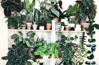 Невибагливі кімнатні рослини для дому та офісу